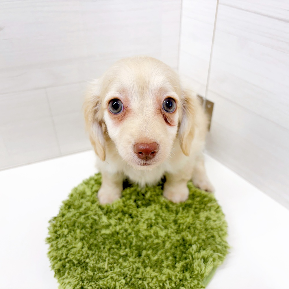 石川県のチワックス(チワワ×ダックス) (犬の家＆猫の里アミーゴ金沢おこばた店/2026年7月3日生まれ/女の子/クリーム)の子犬の3枚目の画像