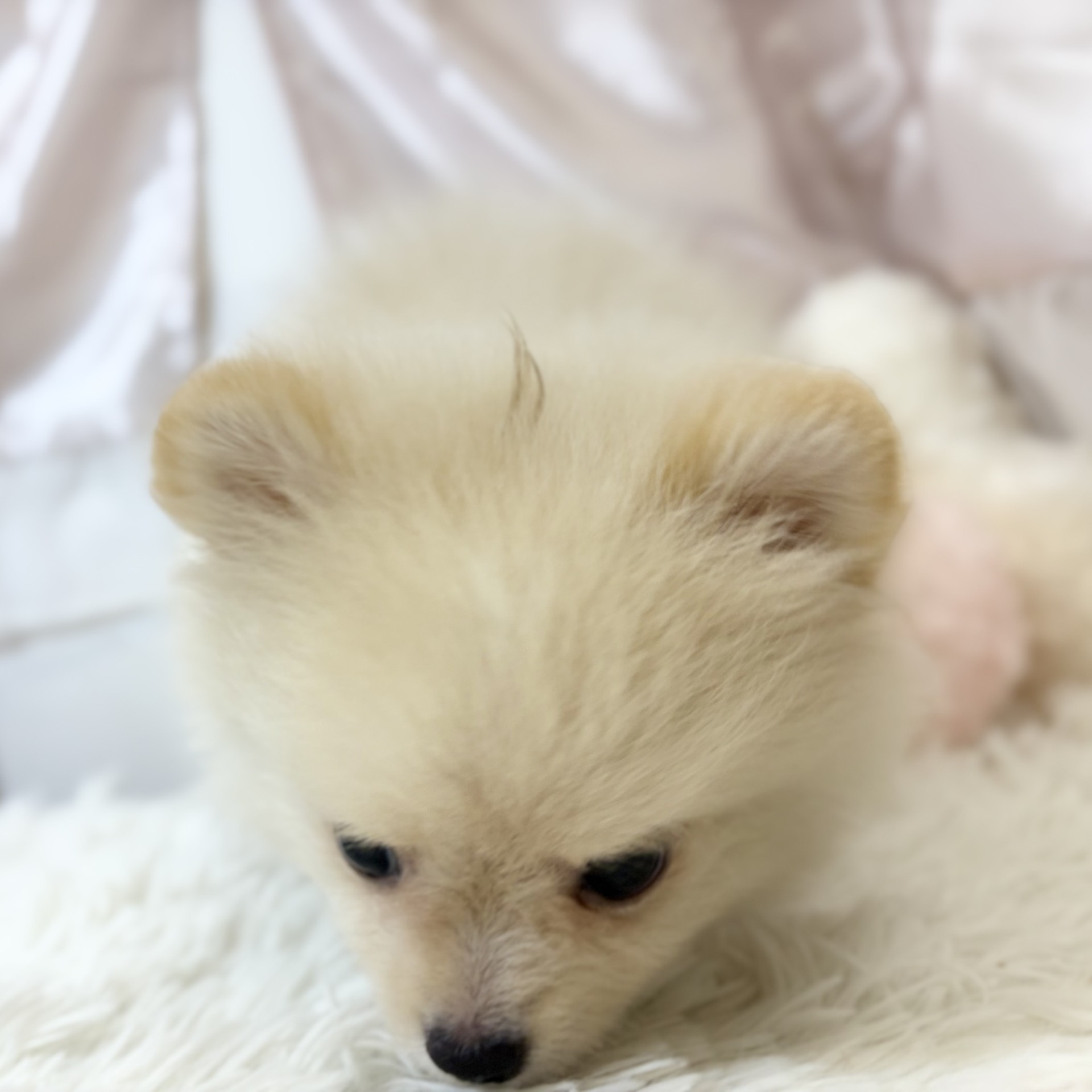 兵庫県のポメチワ/チワポメ/ポメチー(ポメラニアン×チワワ) (犬の家＆猫の里カナート西神戸店/2026年7月3日生まれ/男の子/クリームホワイト)の子犬の3枚目の画像