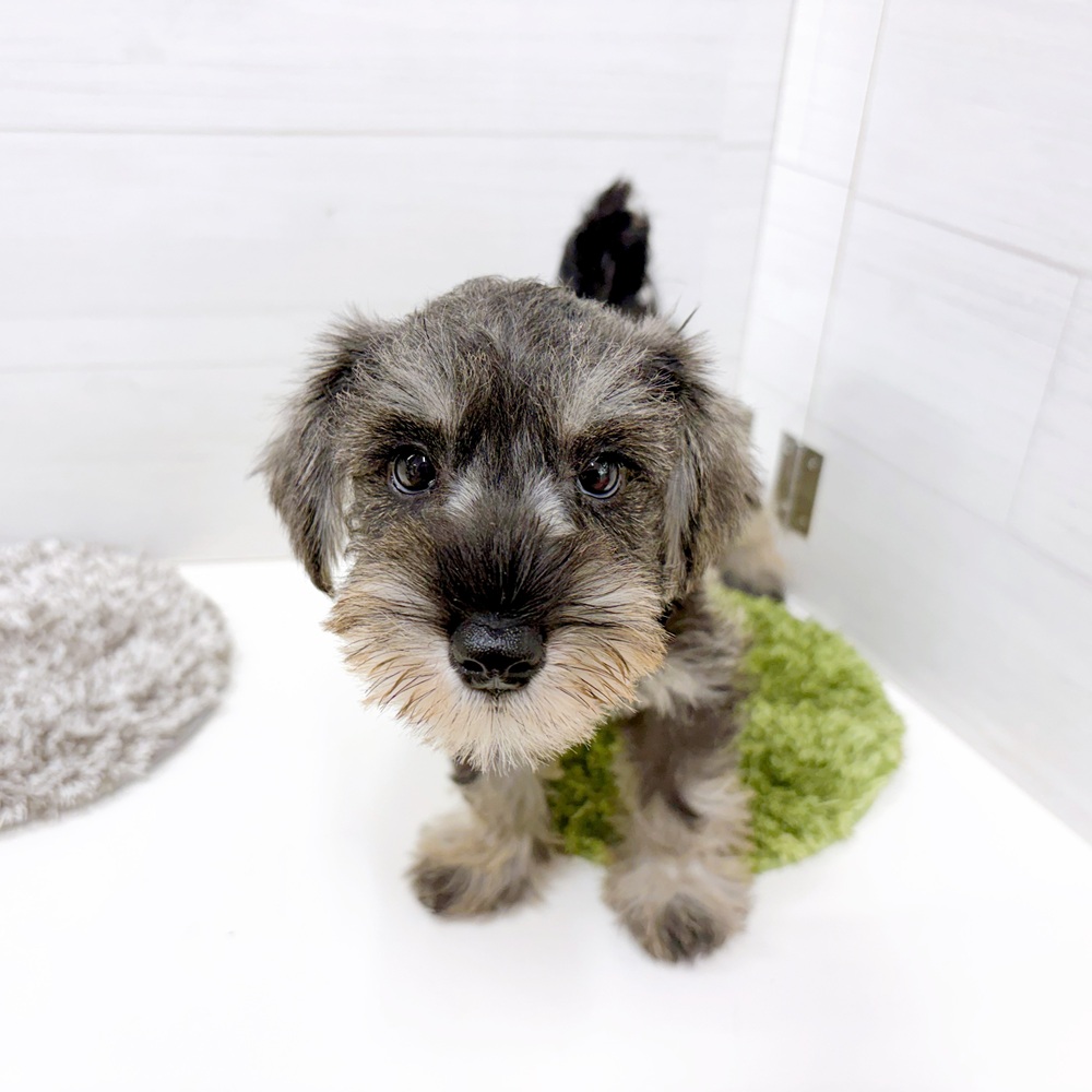 石川県のミニチュアシュナウザー (犬の家＆猫の里アミーゴ金沢おこばた店/2026年7月3日生まれ/女の子/ソルトペッパー)の子犬の3枚目の画像