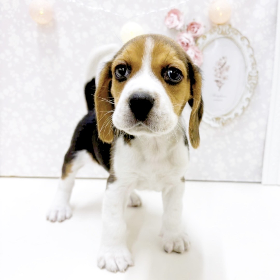 富山県のビーグル (犬の家＆猫の里アミーゴ高岡蓮花寺店/2026年7月20日生まれ/男の子/ブラックタンホワイト)の子犬の3枚目の画像