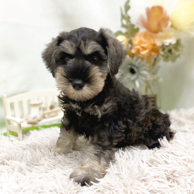 静岡県のミニチュアシュナウザー (犬の家＆猫の里藤枝店/2026年7月3日生まれ/男の子/ソルトペッパー)の子犬の3枚目の画像