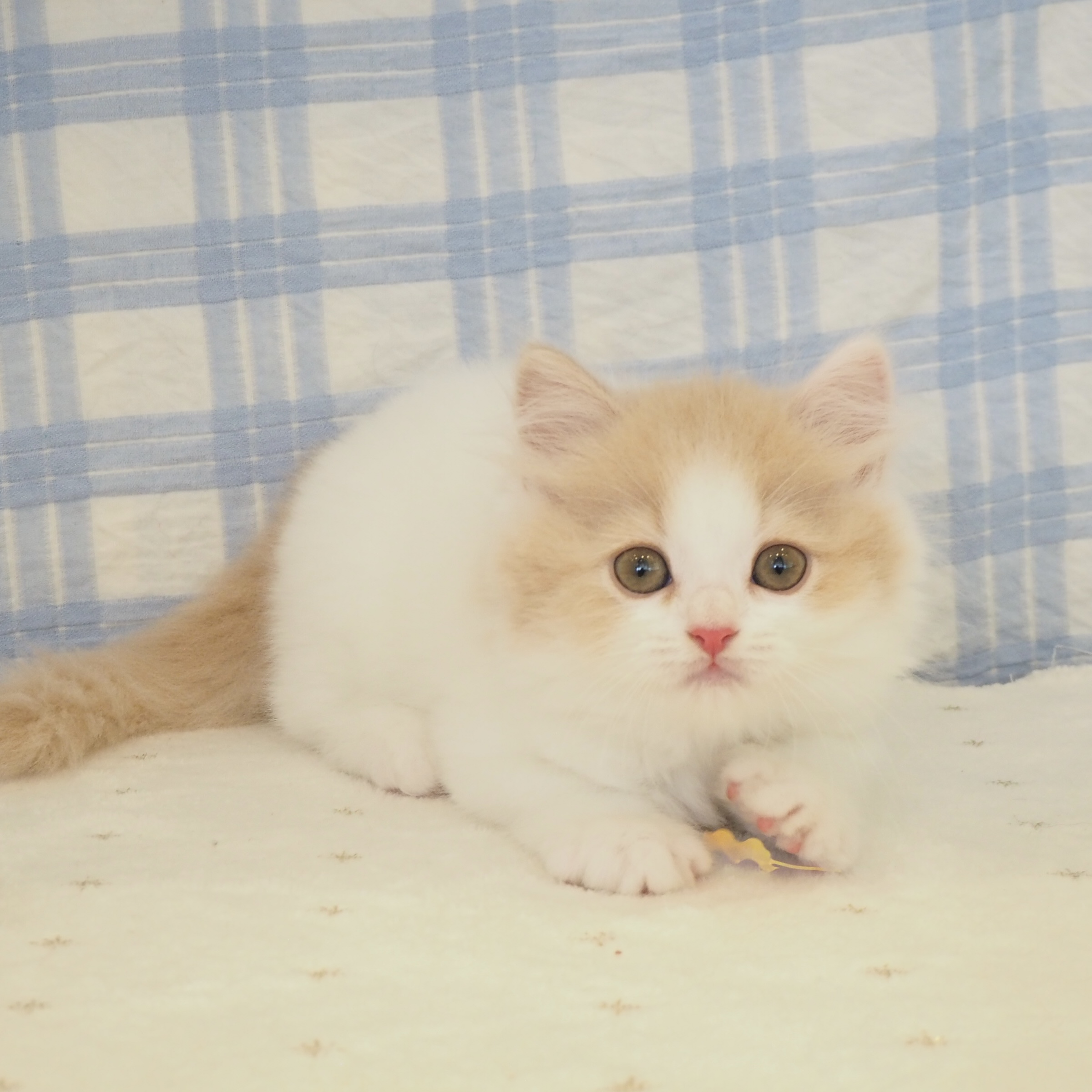 大阪府のスコティッシュストレート (犬の家＆猫の里もりのみやキューズモールBASE店/2026年7月5日生まれ/男の子/クリームタビーホワイト)の子猫の3枚目の画像