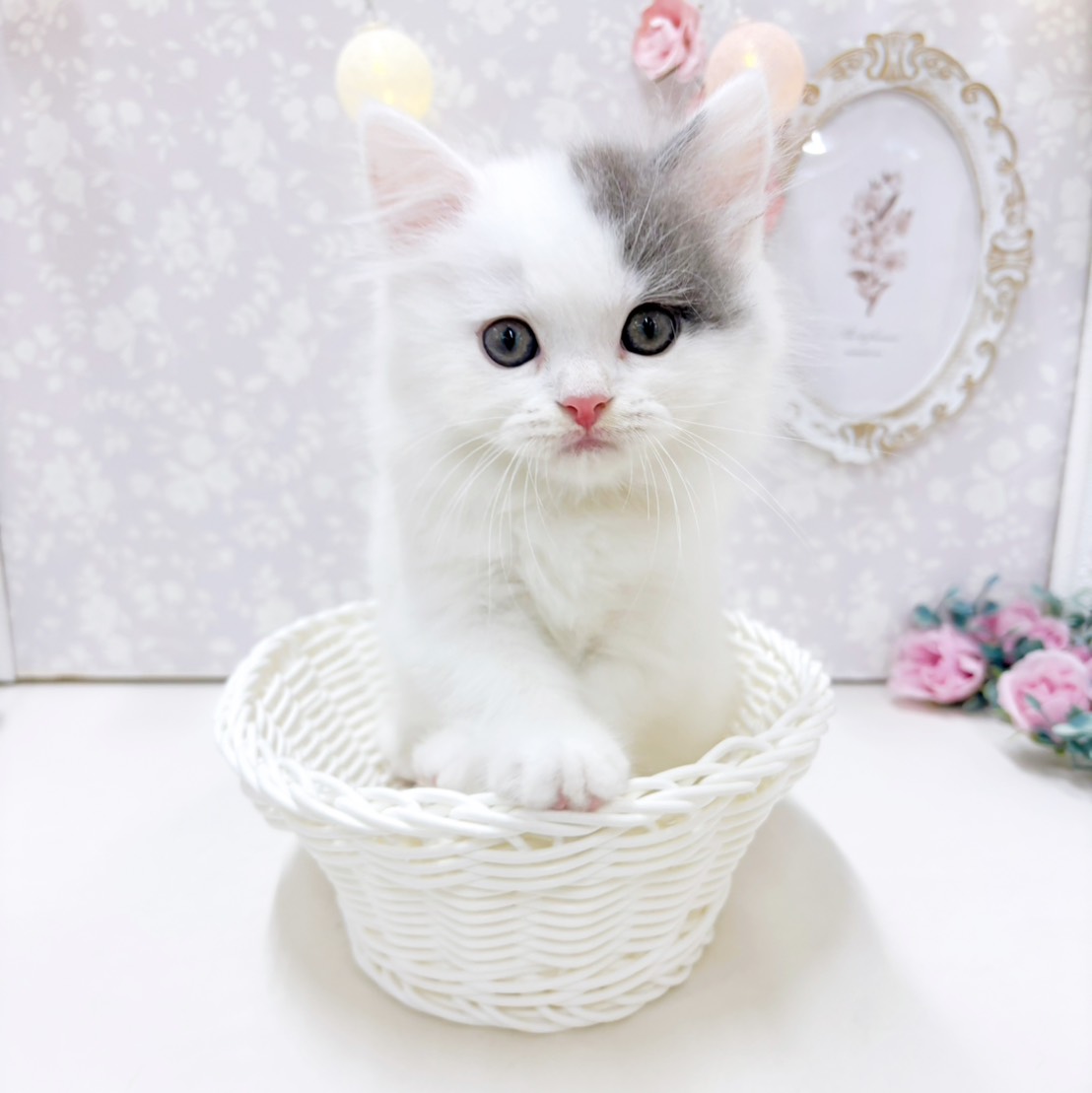 富山県のスコティッシュストレート (犬の家＆猫の里アミーゴ高岡蓮花寺店/2026年7月5日生まれ/男の子/ブルータビーホワイト)の子猫の3枚目の画像