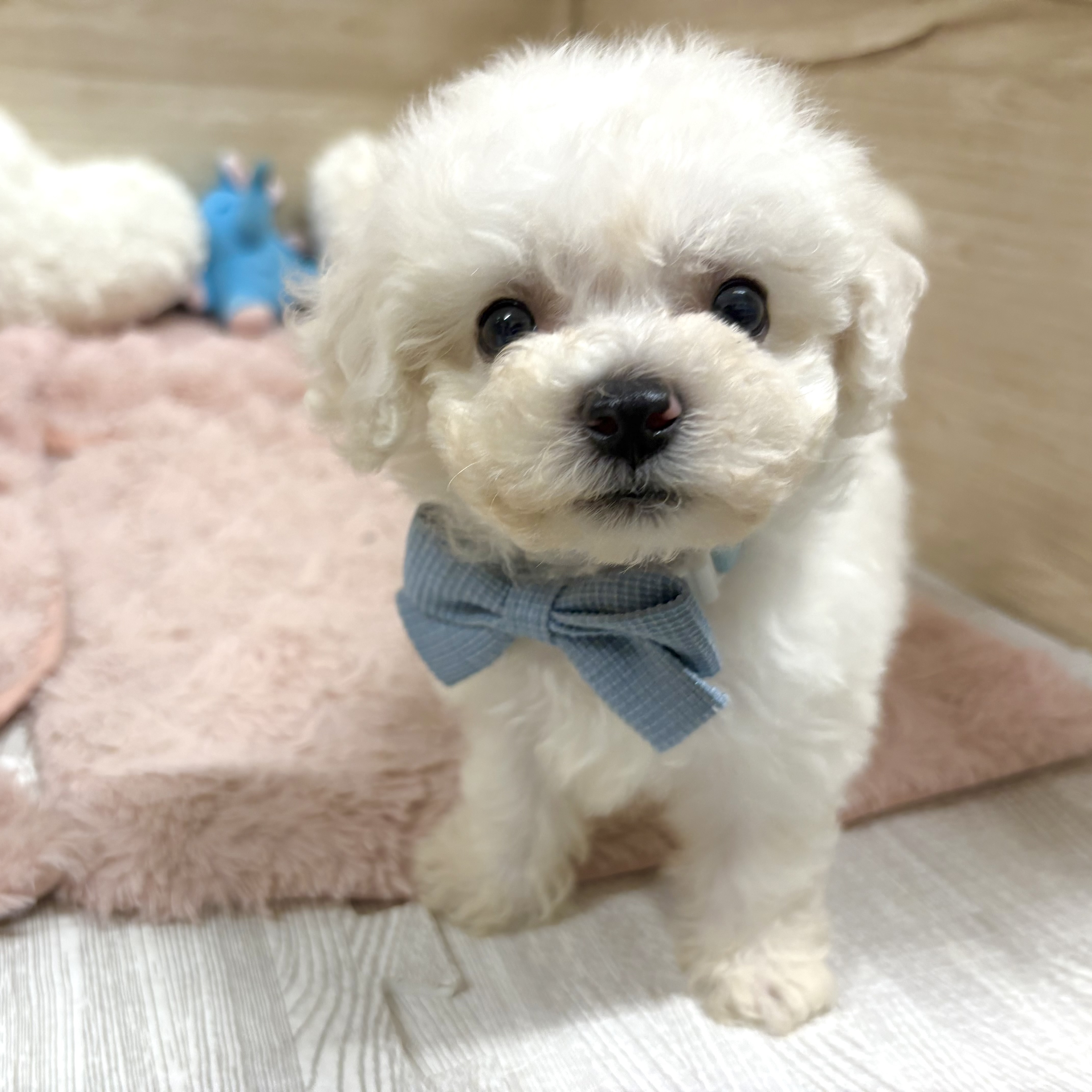 大阪府のビションフリーゼ (犬の家＆猫の里そよら東岸和田店/2026年7月4日生まれ/男の子/ホワイト)の子犬の3枚目の画像