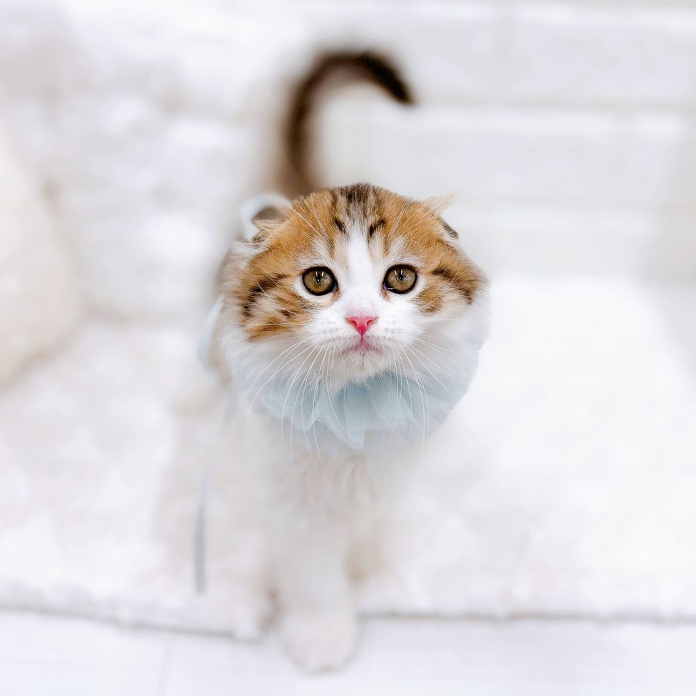 福井県のスコティッシュフォールド (犬の家＆猫の里アミーゴ福井店/2026年7月3日生まれ/男の子/ブラウンマッカレルタビーホワイト)の子猫の3枚目の画像