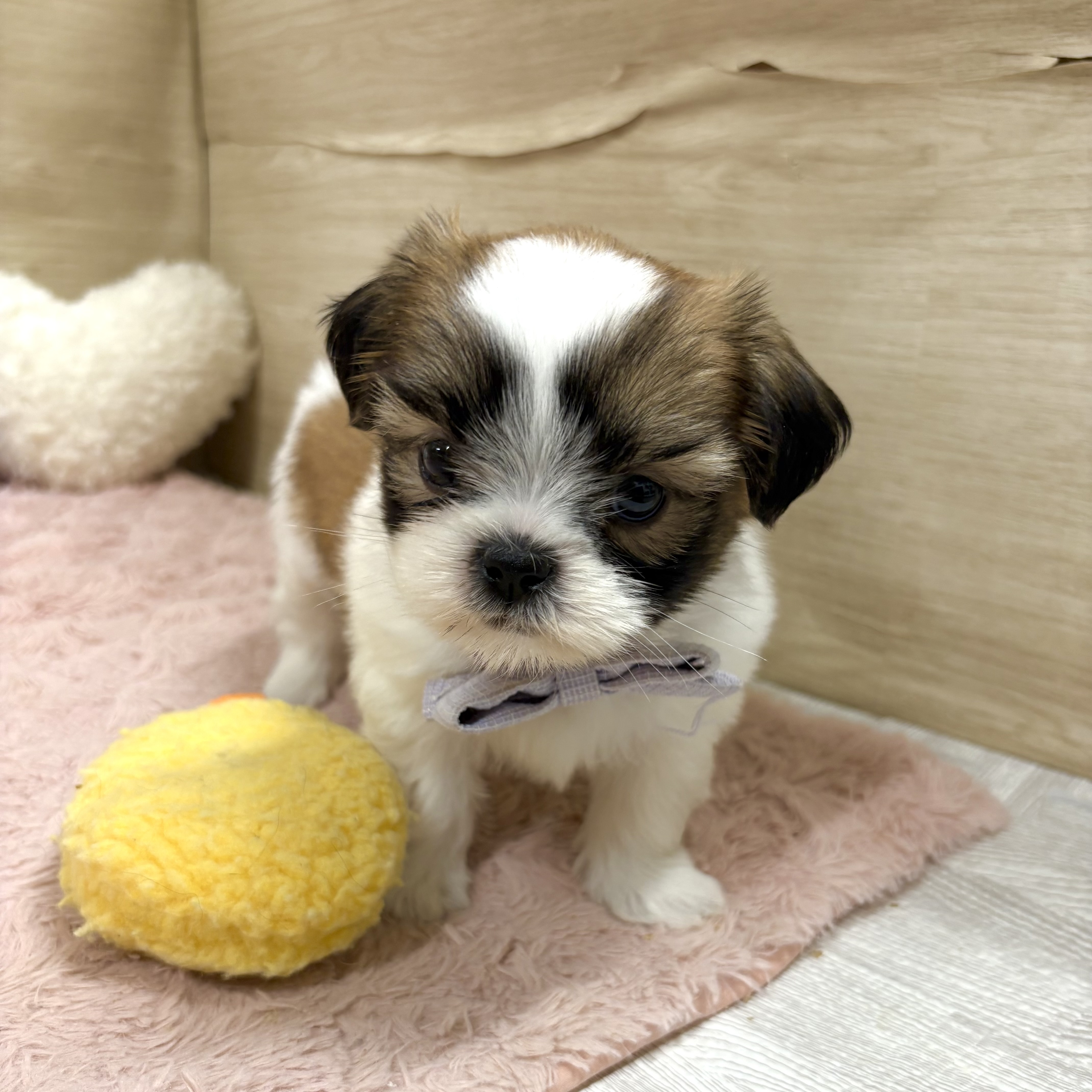 大阪府のシーズー (犬の家＆猫の里そよら東岸和田店/2026年7月5日生まれ/男の子/ゴールドホワイト)の子犬の3枚目の画像