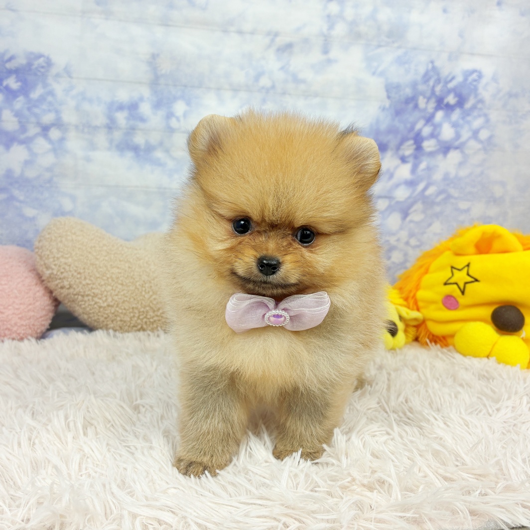 兵庫県のポメラニアン (犬の家＆猫の里川西店/2026年7月4日生まれ/女の子/オレンジ)の子犬の3枚目の画像