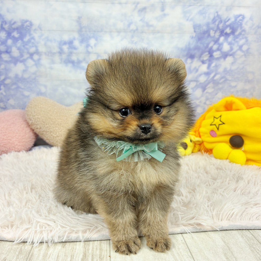 兵庫県のポメラニアン (犬の家＆猫の里川西店/2026年7月4日生まれ/男の子/オレンジセーブル)の子犬の1枚目の画像