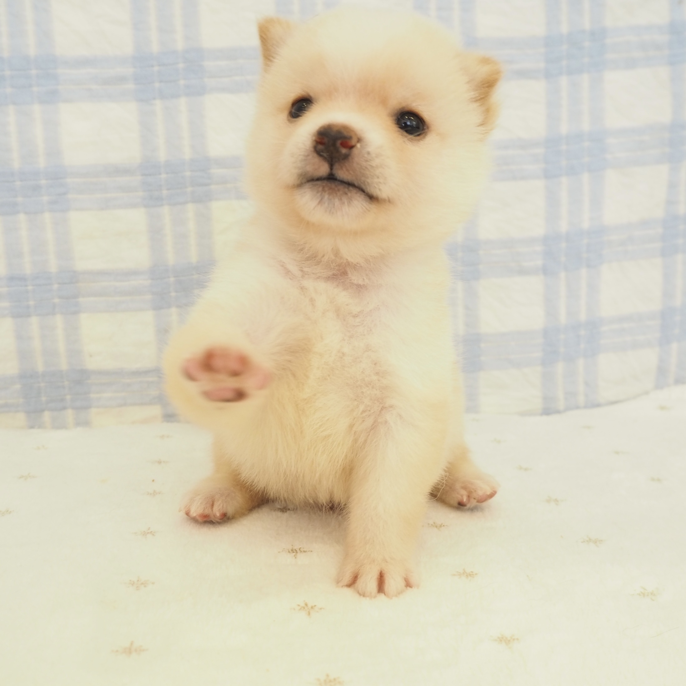 大阪府の豆柴 (犬の家＆猫の里もりのみやキューズモールBASE店/2026年7月4日生まれ/男の子/白)の子犬の3枚目の画像