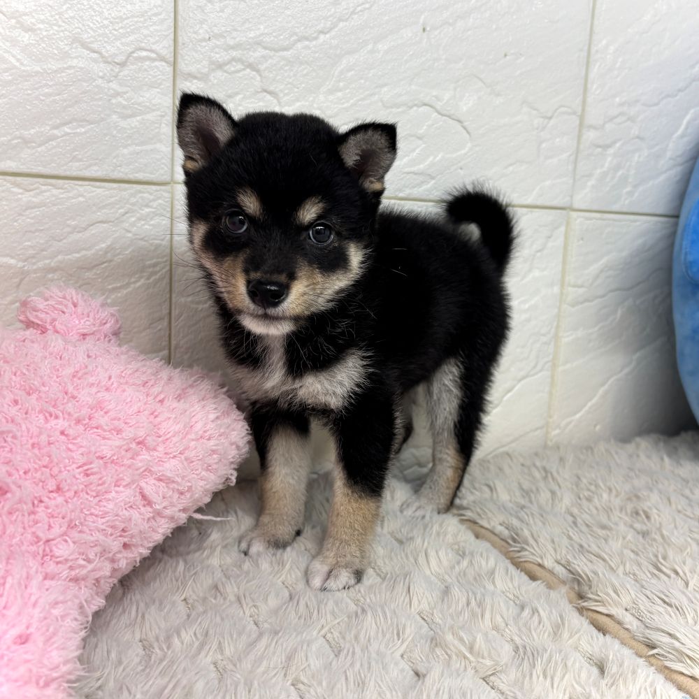 兵庫県の豆柴 (犬の家＆猫の里ゆめタウン姫路店/2026年7月4日生まれ/女の子/黒)の子犬の3枚目の画像