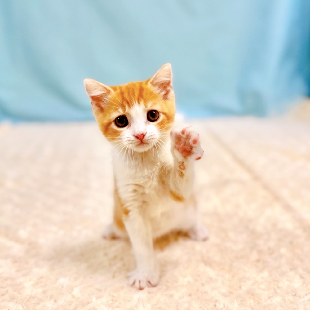 愛知県のスコティッシュフォールド (犬の家＆猫の里一宮店/2026年6月29日生まれ/男の子/レッドタビーホワイト)の子猫の3枚目の画像