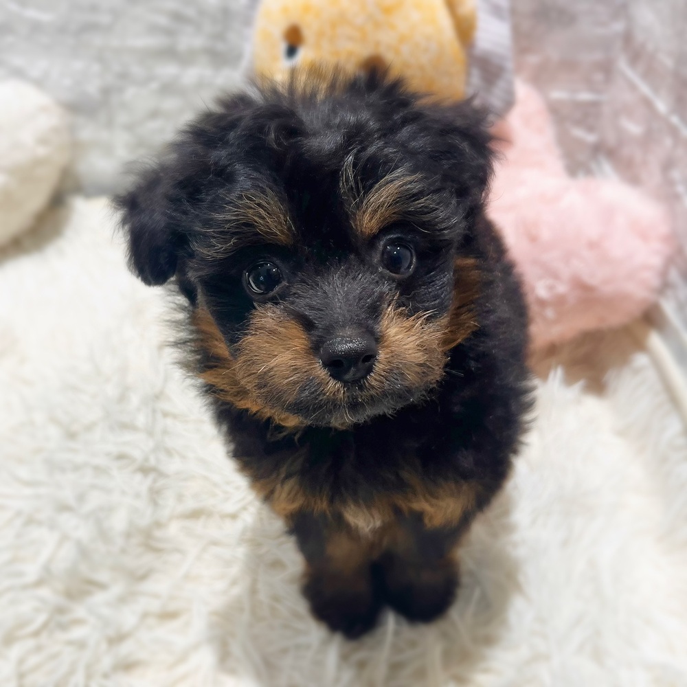愛知県のポメプー(ポメラニアン×プードル) (犬の家＆猫の里MiO香久山店/2026年7月4日生まれ/女の子/ブラックタン)の子犬の3枚目の画像