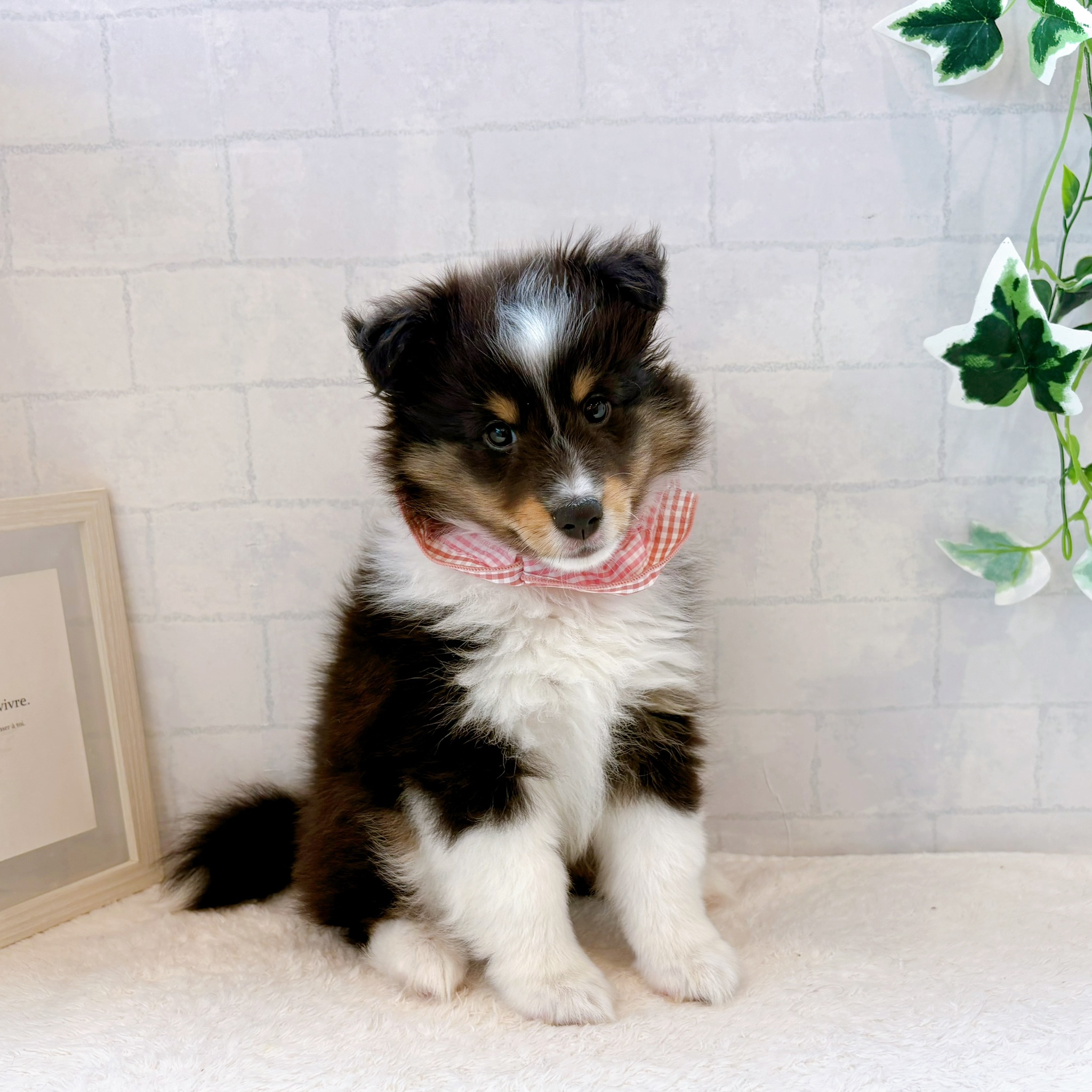 石川県のシェットランドシープドッグ (犬の家＆猫の里金沢店/2026年7月3日生まれ/女の子/ブラックホワイトタン)の子犬の3枚目の画像