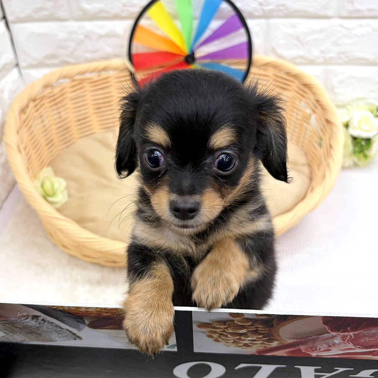 愛知県のチワックス(チワワ×ダックス) (犬の家＆猫の里MEGAドン・キホーテ東海名和店/2026年7月5日生まれ/男の子/ブラックタン)の子犬の3枚目の画像