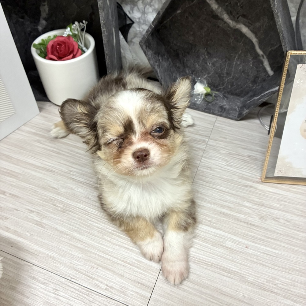 生体画像３
