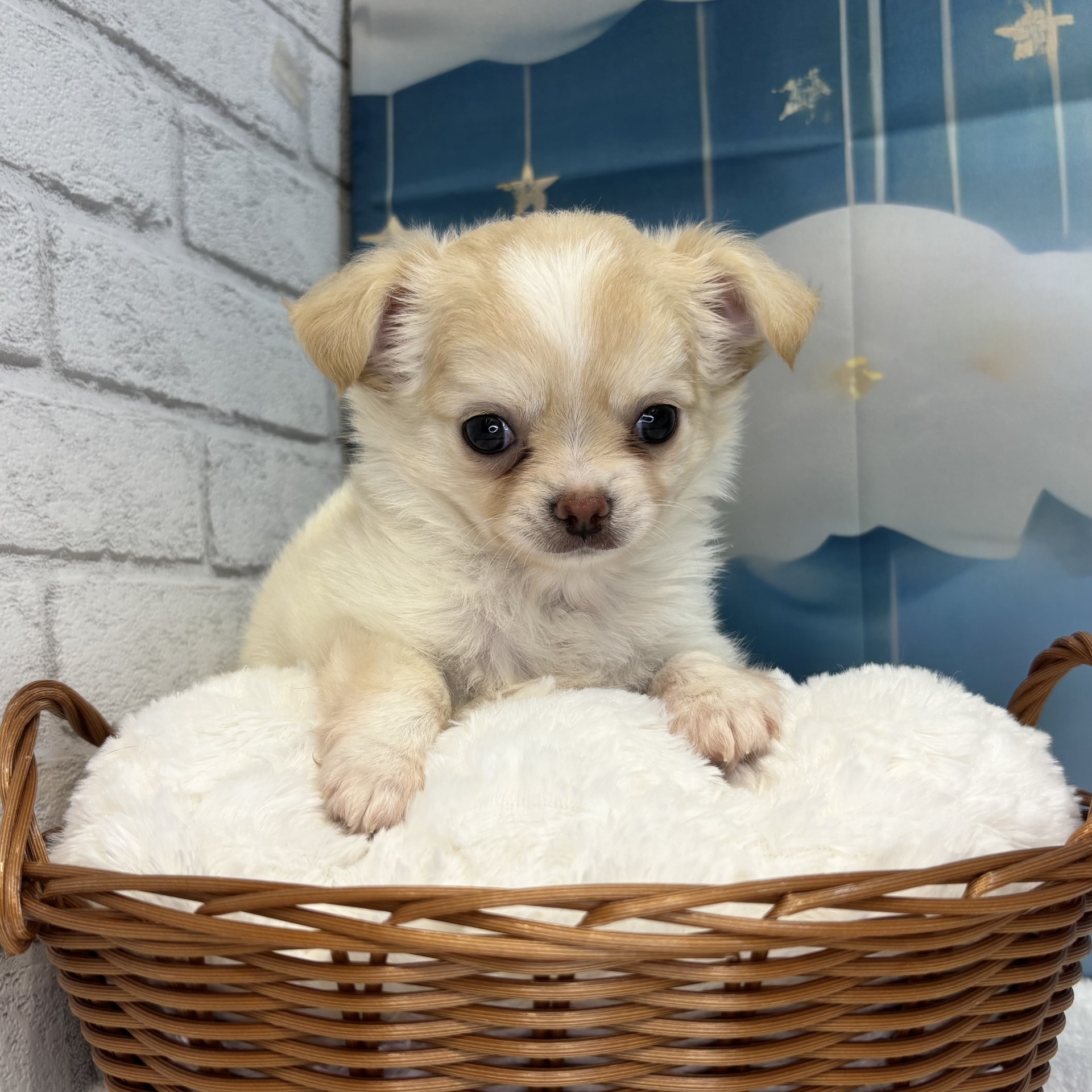 長野県のチワワ(ロング) (犬の家＆猫の里カインズ梓川店/2026年7月6日生まれ/男の子/クリームホワイト)の子犬の3枚目の画像