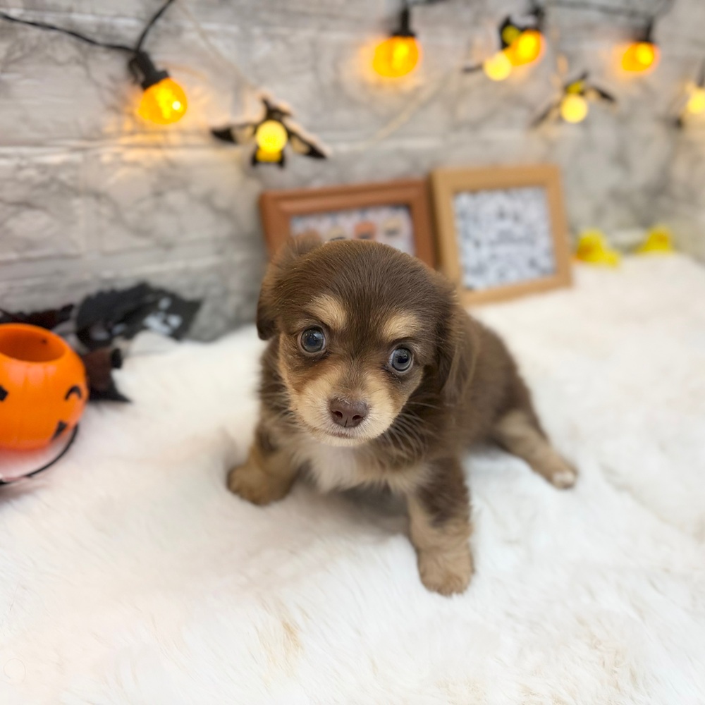 静岡県のチワックス(チワワ×ダックス) (犬の家＆猫の里MEGAドン・キホーテ袋井店/2026年7月7日生まれ/男の子/チョコレートタン)の子犬の3枚目の画像