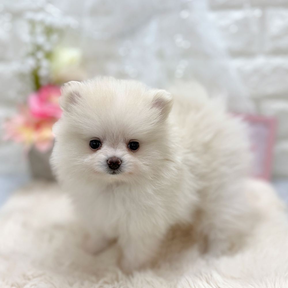 福井県のポメラニアン (犬の家＆猫の里アミーゴ福井大和田店/2026年7月4日生まれ/女の子/クリーム)の子犬の3枚目の画像