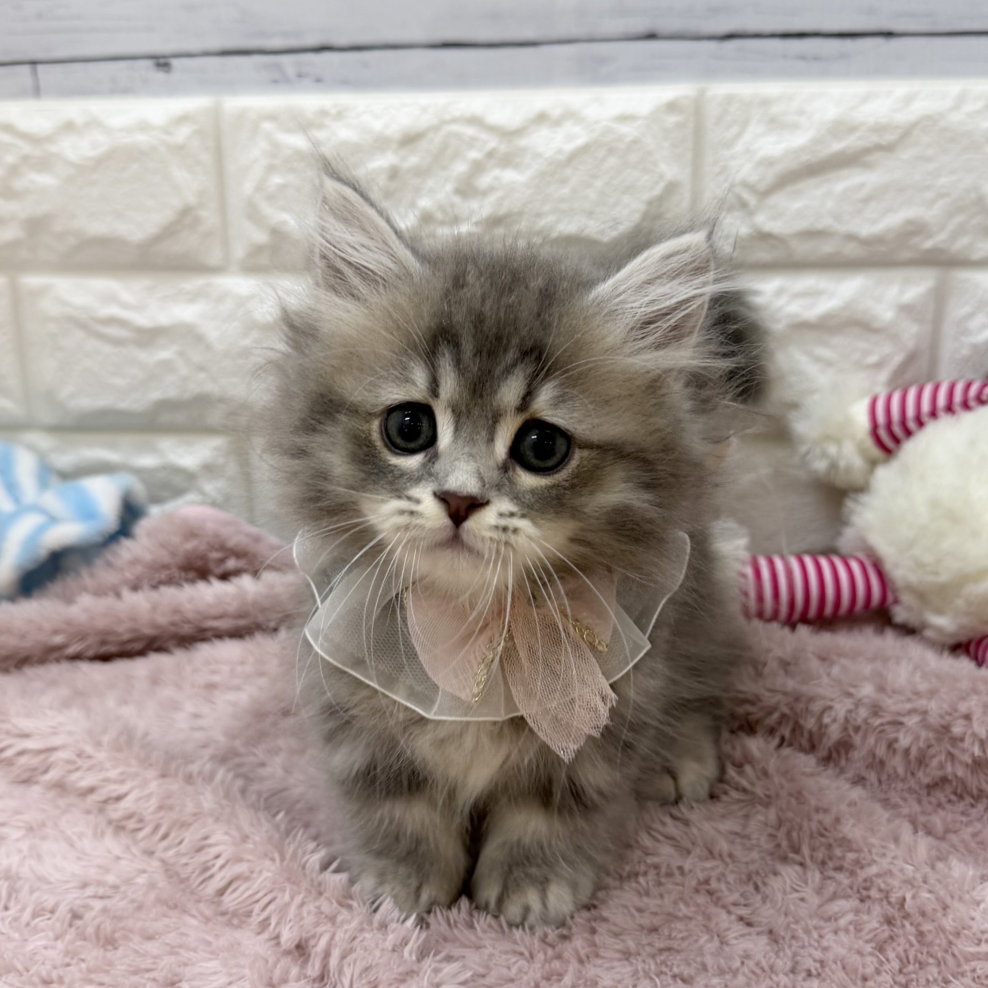 静岡県のミヌエット (犬の家＆猫の里アミーゴ浜松和田店/2026年7月18日生まれ/女の子/ブルーチンチラシルバー)の子猫の3枚目の画像