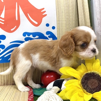 神奈川県のキャバリアキングチャールズスパニエル (犬の家＆猫の里小田原店/2026年7月6日生まれ/女の子/ブレンハイム)の子犬の3枚目の画像