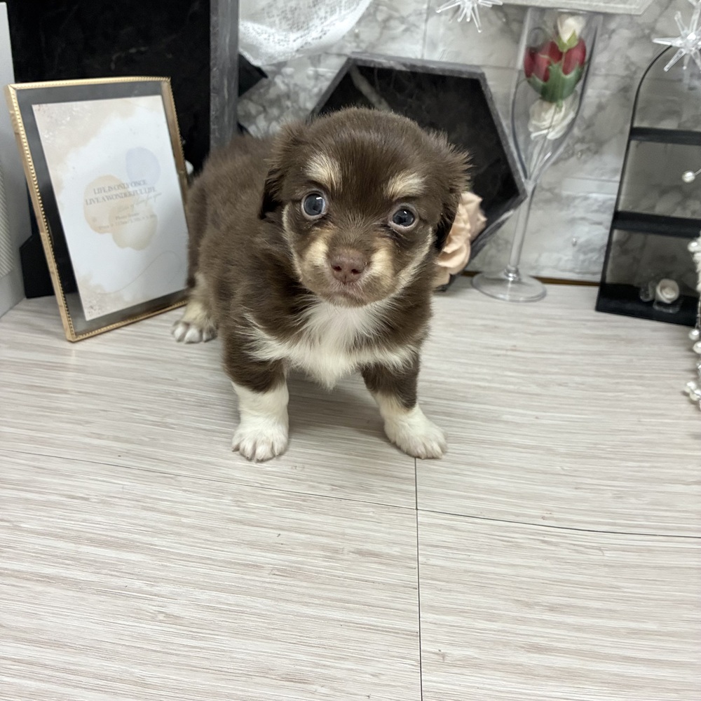 千葉県のチワックス(チワワ×ダックス) (犬の家＆猫の里ワンズモール稲毛店/2026年7月6日生まれ/女の子/チョコレートタン)の子犬の3枚目の画像