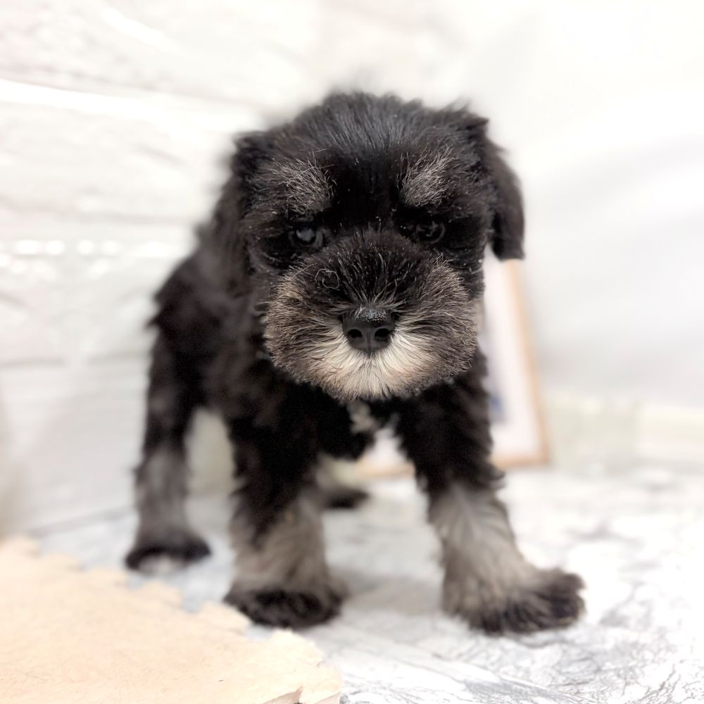 愛知県のミニチュアシュナウザー (犬の家＆猫の里豊田店/2026年7月7日生まれ/女の子/ブラックシルバー)の子犬の3枚目の画像