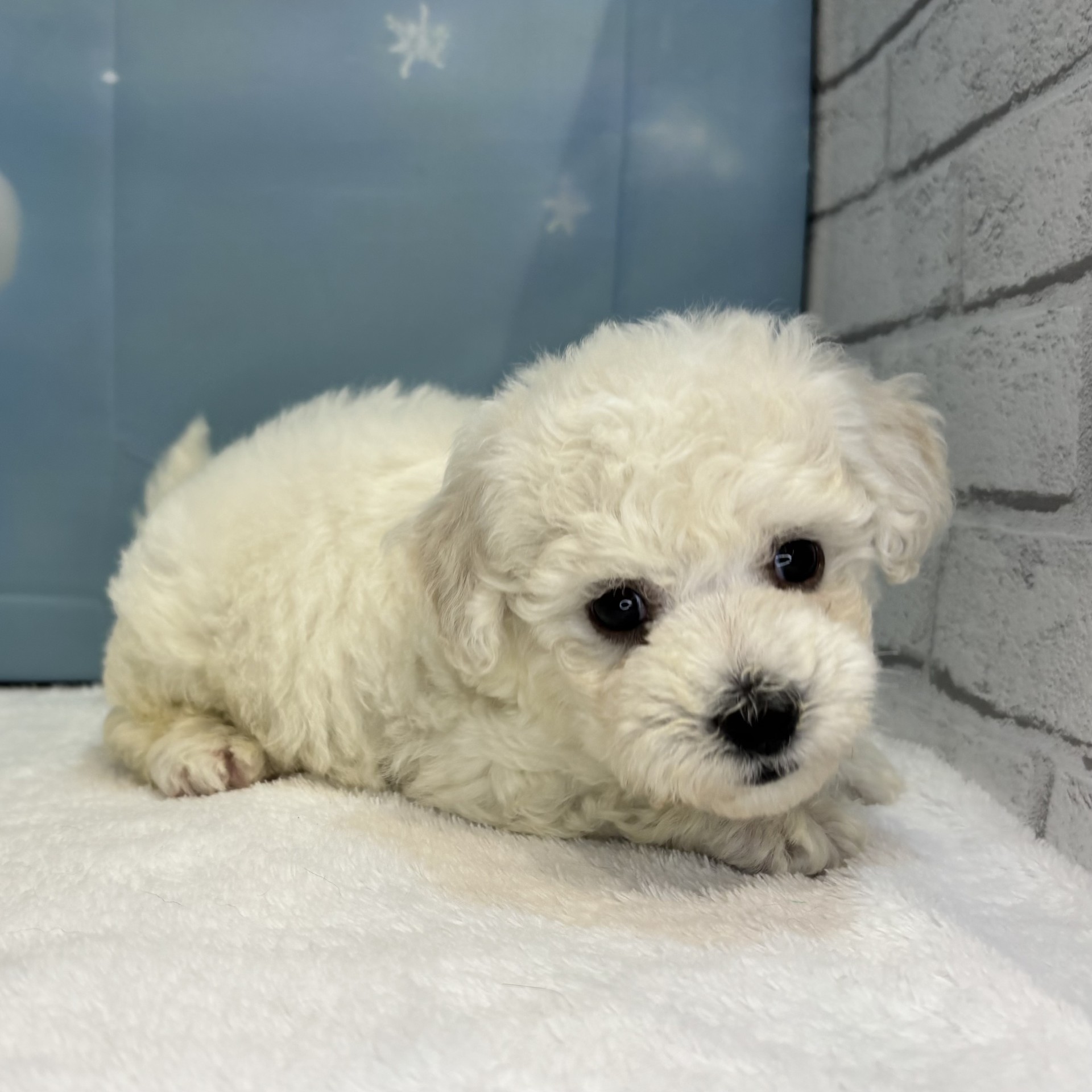 長野県のビションフリーゼ (犬の家＆猫の里カインズ梓川店/2026年7月6日生まれ/男の子/ホワイト)の子犬の3枚目の画像