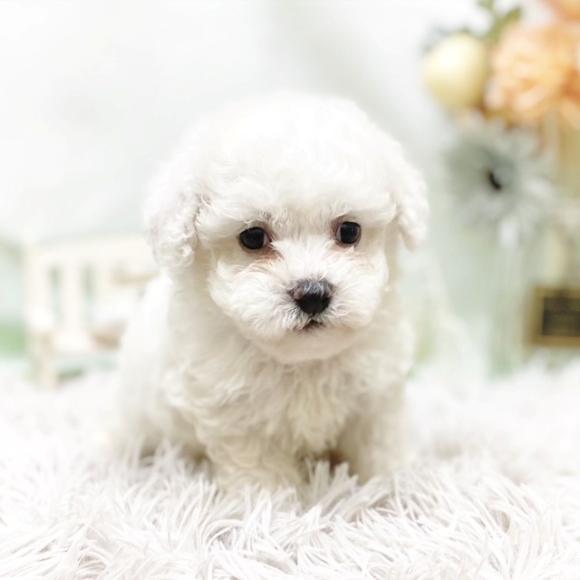 静岡県のビションフリーゼ (犬の家＆猫の里藤枝店/2026年7月6日生まれ/男の子/ホワイト)の子犬の3枚目の画像