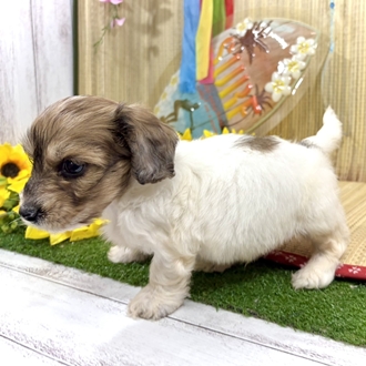 神奈川県のハーフ犬・ミックス犬 (犬の家＆猫の里小田原店/2026年7月7日生まれ/男の子/レッドホワイト)の子犬の3枚目の画像
