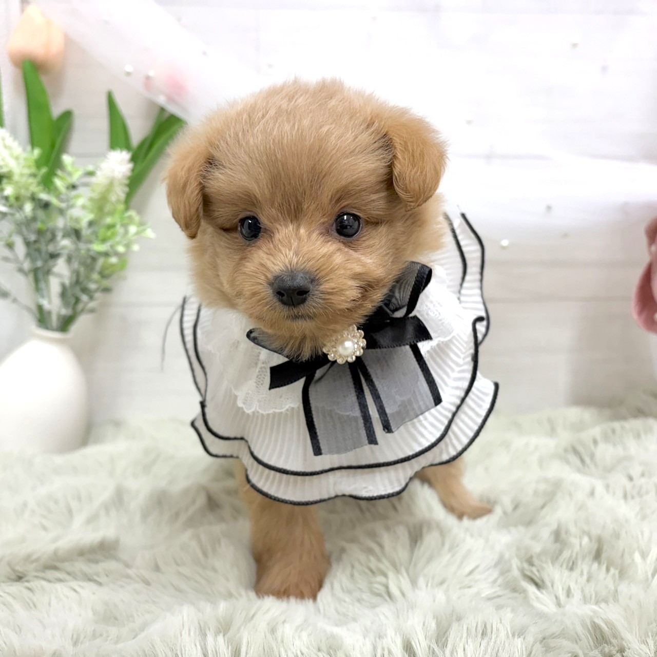 神奈川県のポメプー(ポメラニアン×プードル) (犬の家＆猫の里相模原店/2026年7月7日生まれ/女の子/アプリコット)の子犬の3枚目の画像