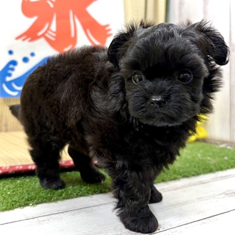 神奈川県のチワプー/プーチー(チワワ×プードル) (犬の家＆猫の里小田原店/2026年7月5日生まれ/女の子/ブラック)の子犬の3枚目の画像