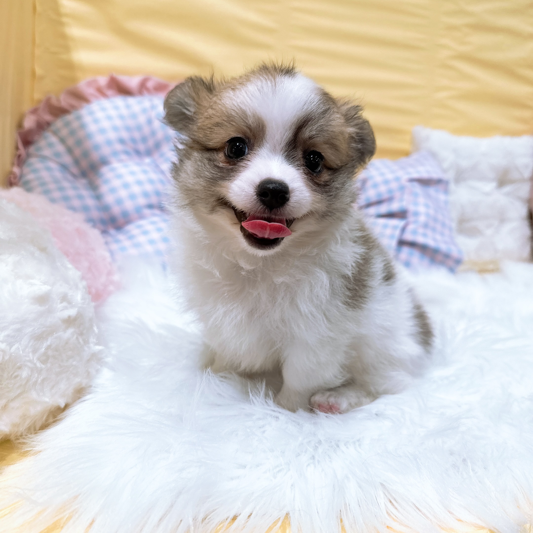 神奈川県のポメチワ/チワポメ/ポメチー(ポメラニアン×チワワ) (犬の家＆猫の里元住吉ブレーメン通り店/2026年7月3日生まれ/男の子/パーティーカラー)の子犬の3枚目の画像