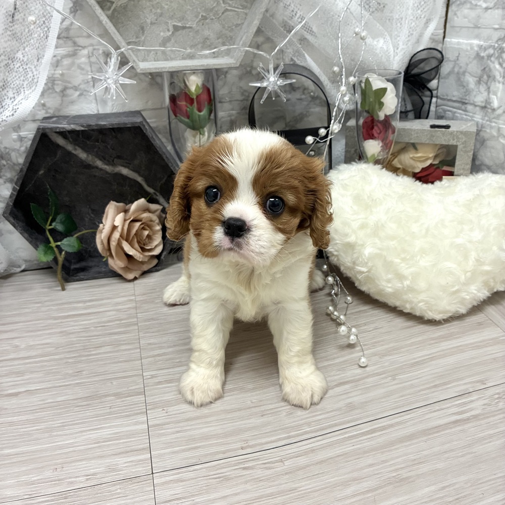 千葉県のキャバリアキングチャールズスパニエル (犬の家＆猫の里ワンズモール稲毛店/2026年7月6日生まれ/女の子/ブレンハイム)の子犬の3枚目の画像