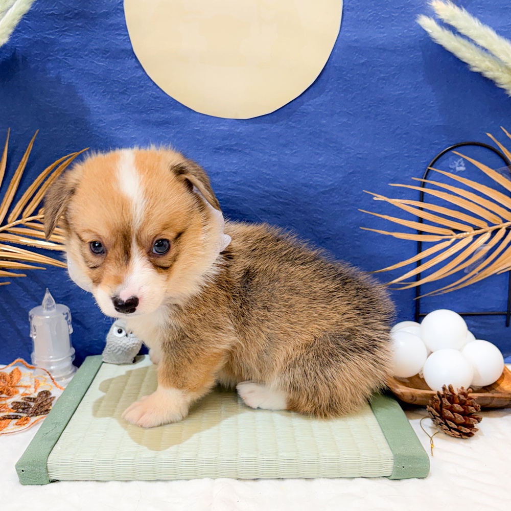 静岡県のウェルシュコーギーペンブローク (犬の家＆猫の里富士店/2026年7月7日生まれ/男の子/レッドホワイト)の子犬の3枚目の画像