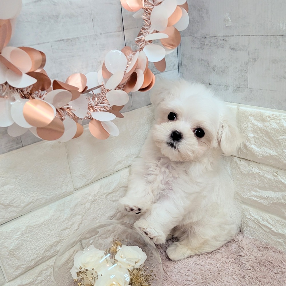 静岡県のマルチーズ (犬の家＆猫の里プレ葉ウォーク浜北店/2026年7月7日生まれ/男の子/ホワイト)の子犬の3枚目の画像