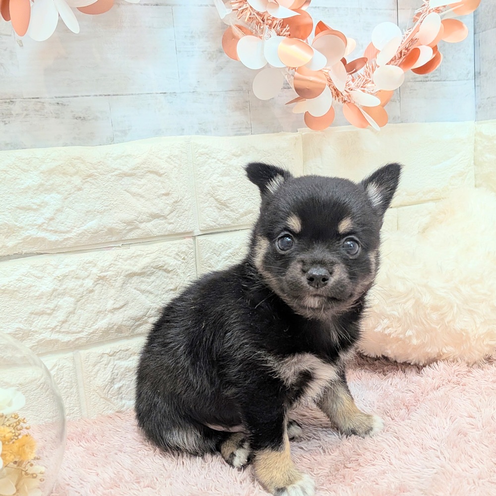 静岡県のチワ柴/柴チワ/チワシバ(チワワ×柴) (犬の家＆猫の里プレ葉ウォーク浜北店/2026年7月6日生まれ/男の子/黒)の子犬の1枚目の画像