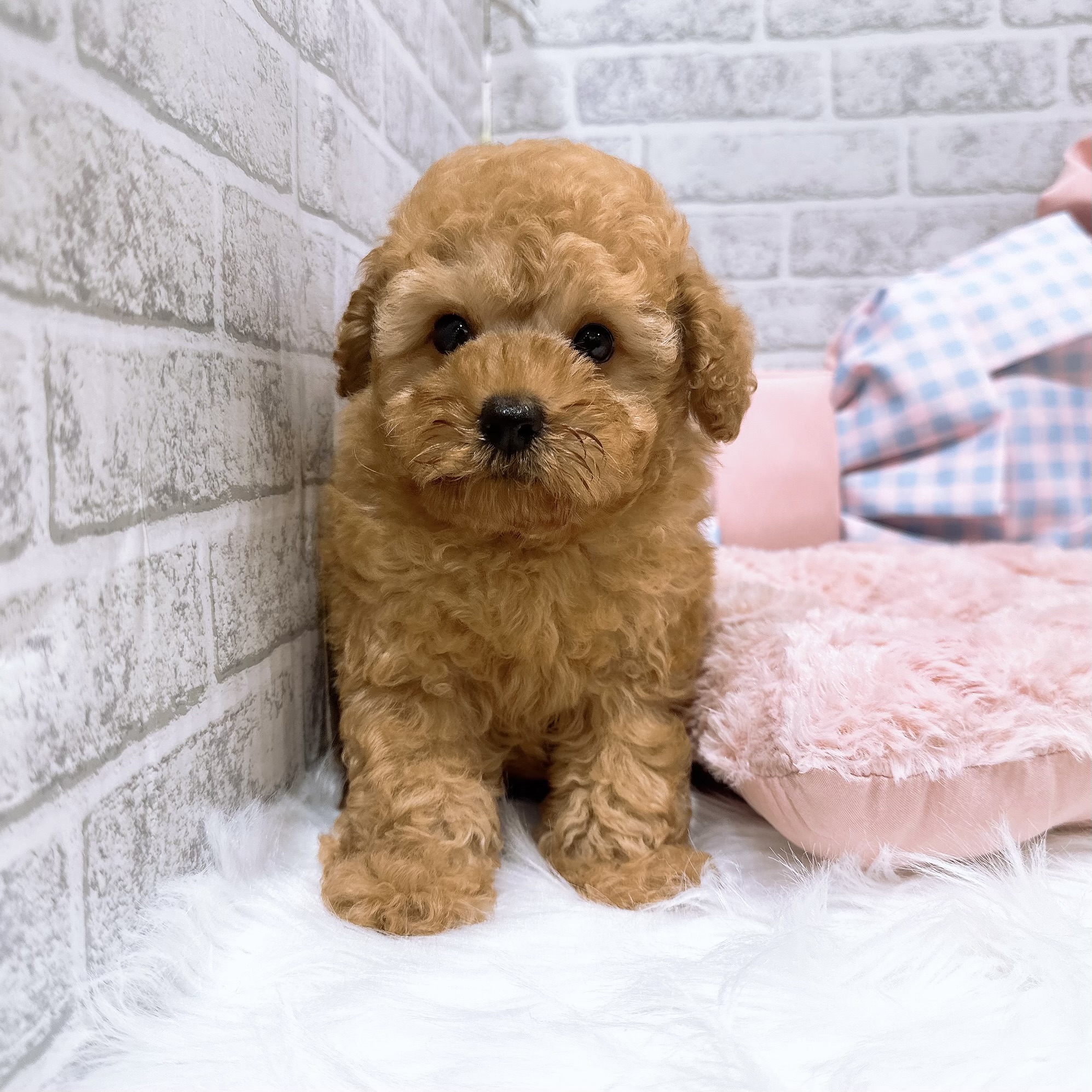 神奈川県のトイプードル(トイ) (犬の家＆猫の里元住吉ブレーメン通り店/2026年7月6日生まれ/男の子/レッド)の子犬の3枚目の画像