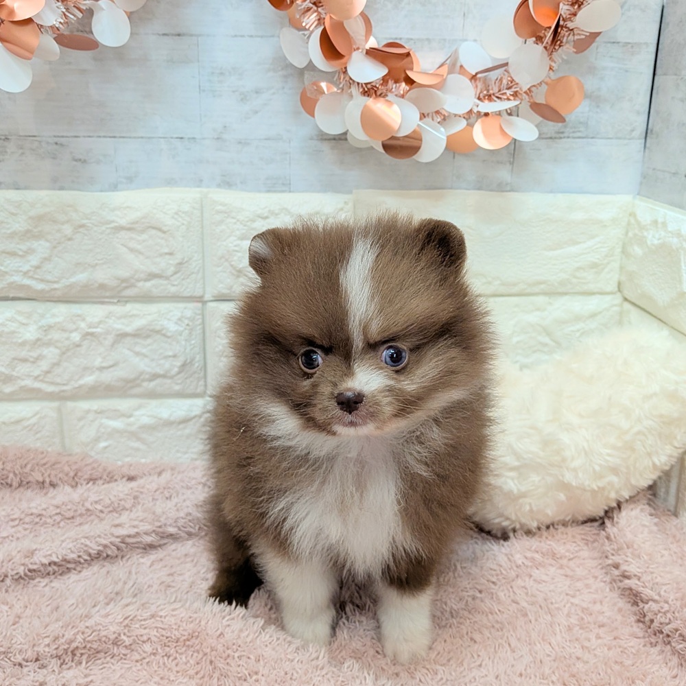 静岡県のポメラニアン (犬の家＆猫の里プレ葉ウォーク浜北店/2026年7月2日生まれ/女の子/チョコレートホワイト)の子犬の3枚目の画像