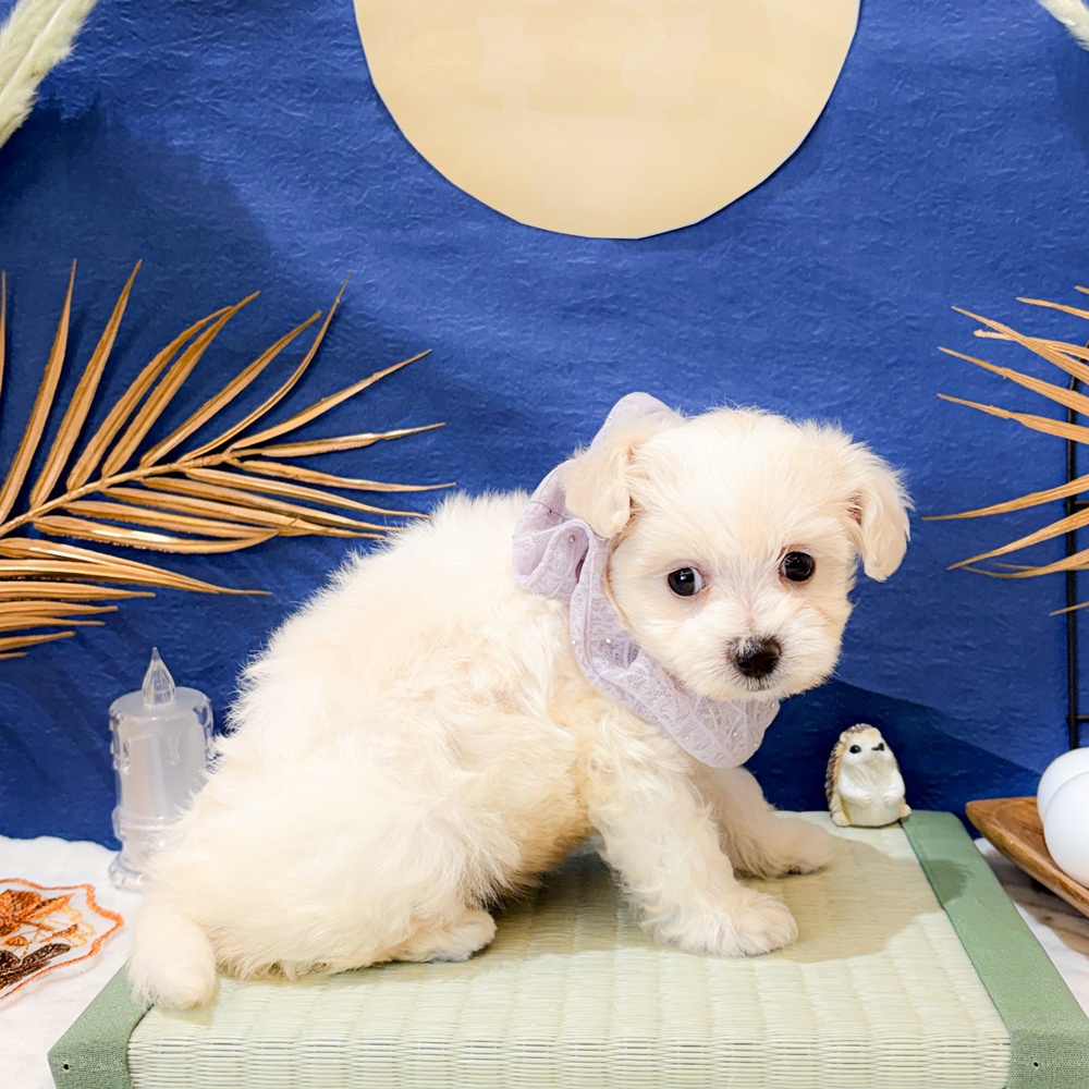 静岡県のビションプー(ビションフリーゼ×プードル) (犬の家＆猫の里富士店/2026年7月2日生まれ/男の子/ホワイト)の子犬の3枚目の画像