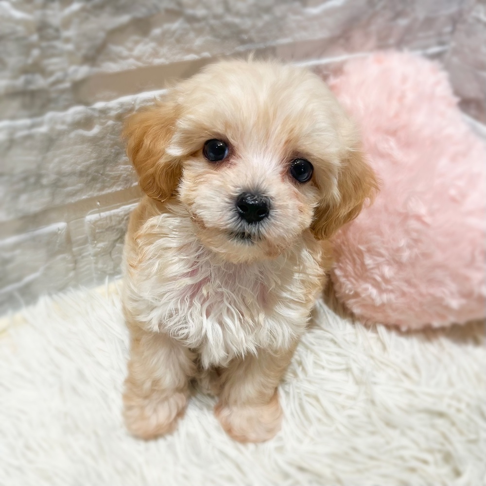 愛知県のマルプー(マルチーズ×プードル) (犬の家＆猫の里MiO香久山店/2026年7月6日生まれ/男の子/アプリコット)の子犬の3枚目の画像