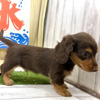 神奈川県のミニチュアダックスフンド(ロング) (犬の家＆猫の里小田原店/2026年7月4日生まれ/男の子/チョコレートタン)の子犬の3枚目の画像