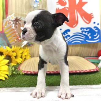 神奈川県のボストンテリア (犬の家＆猫の里小田原店/2026年7月4日生まれ/女の子/ボストンカラー)の子犬の3枚目の画像