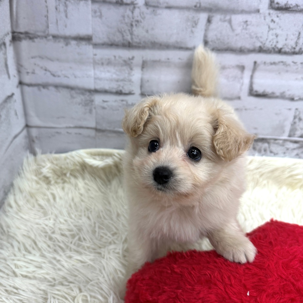 愛知県のポメプー(ポメラニアン×プードル) (犬の家＆猫の里MEGAドン・キホーテ東海名和店/2026年7月6日生まれ/男の子/ホワイト)の子犬の1枚目の画像