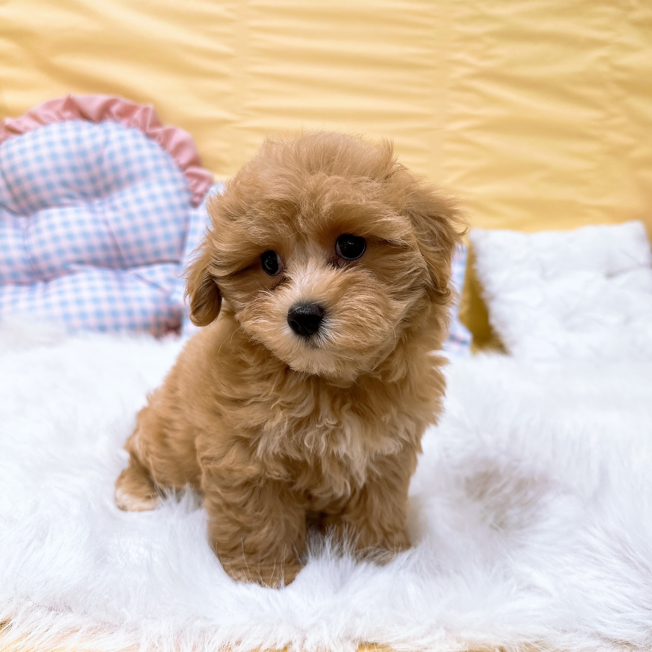 神奈川県のマルプー(マルチーズ×プードル) (犬の家＆猫の里元住吉ブレーメン通り店/2026年7月6日生まれ/女の子/クリーム)の子犬の3枚目の画像