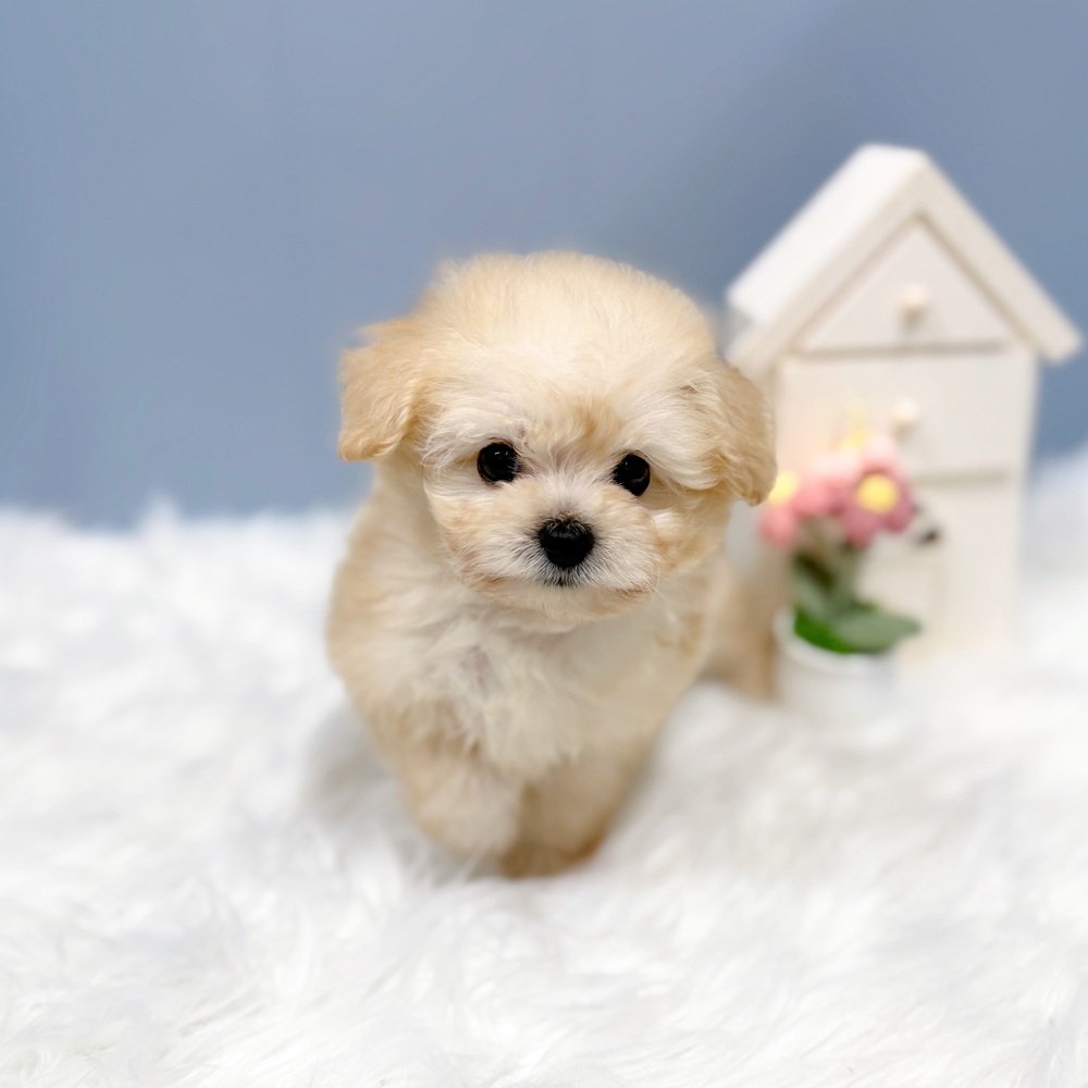 愛知県のポメプー(ポメラニアン×プードル) (犬の家＆猫の里岡崎店/2026年7月7日生まれ/男の子/クリーム)の子犬の1枚目の画像