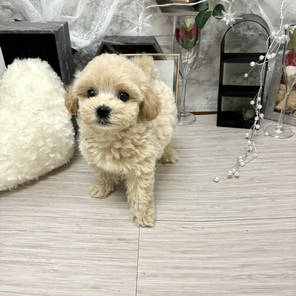 千葉県のマルプー(マルチーズ×プードル) (犬の家＆猫の里ワンズモール稲毛店/2026年7月7日生まれ/男の子/アプリコット)の子犬の3枚目の画像