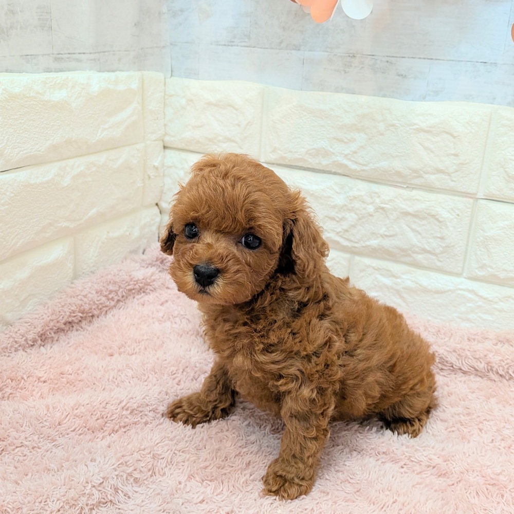 静岡県のトイプードル(トイ) (犬の家＆猫の里プレ葉ウォーク浜北店/2026年7月3日生まれ/女の子/レッド)の子犬の3枚目の画像
