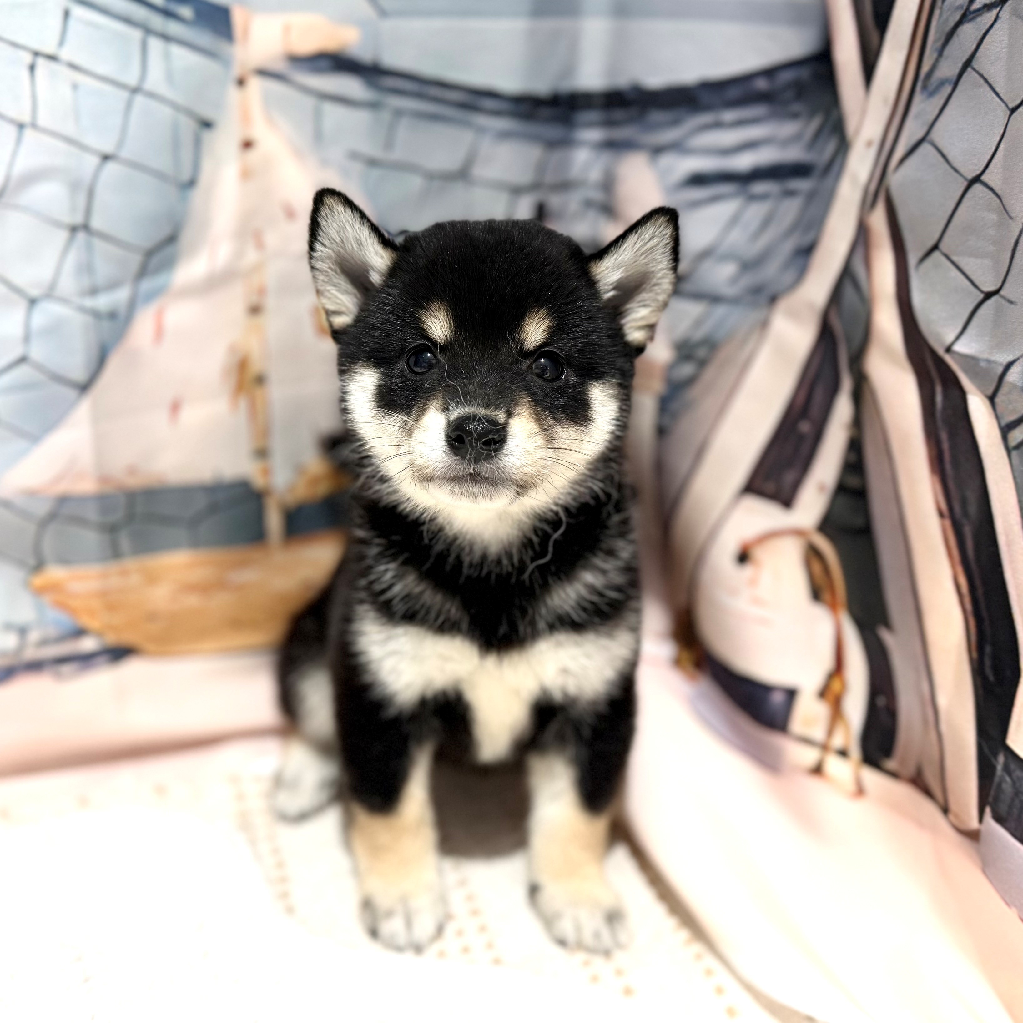 福岡県の豆柴 (犬の家＆猫の里トリアス久山店/2026年7月5日生まれ/女の子/黒)の子犬の1枚目の画像