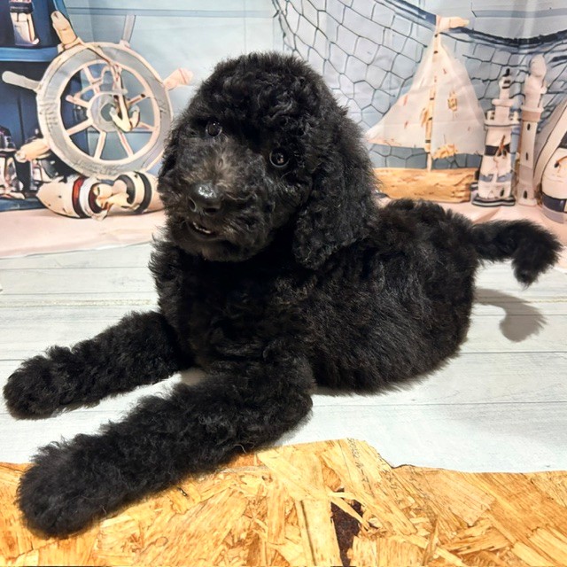 福岡県のスタンダードプードル (犬の家＆猫の里トリアス久山店/2026年6月27日生まれ/男の子/ブラック)の子犬の3枚目の画像