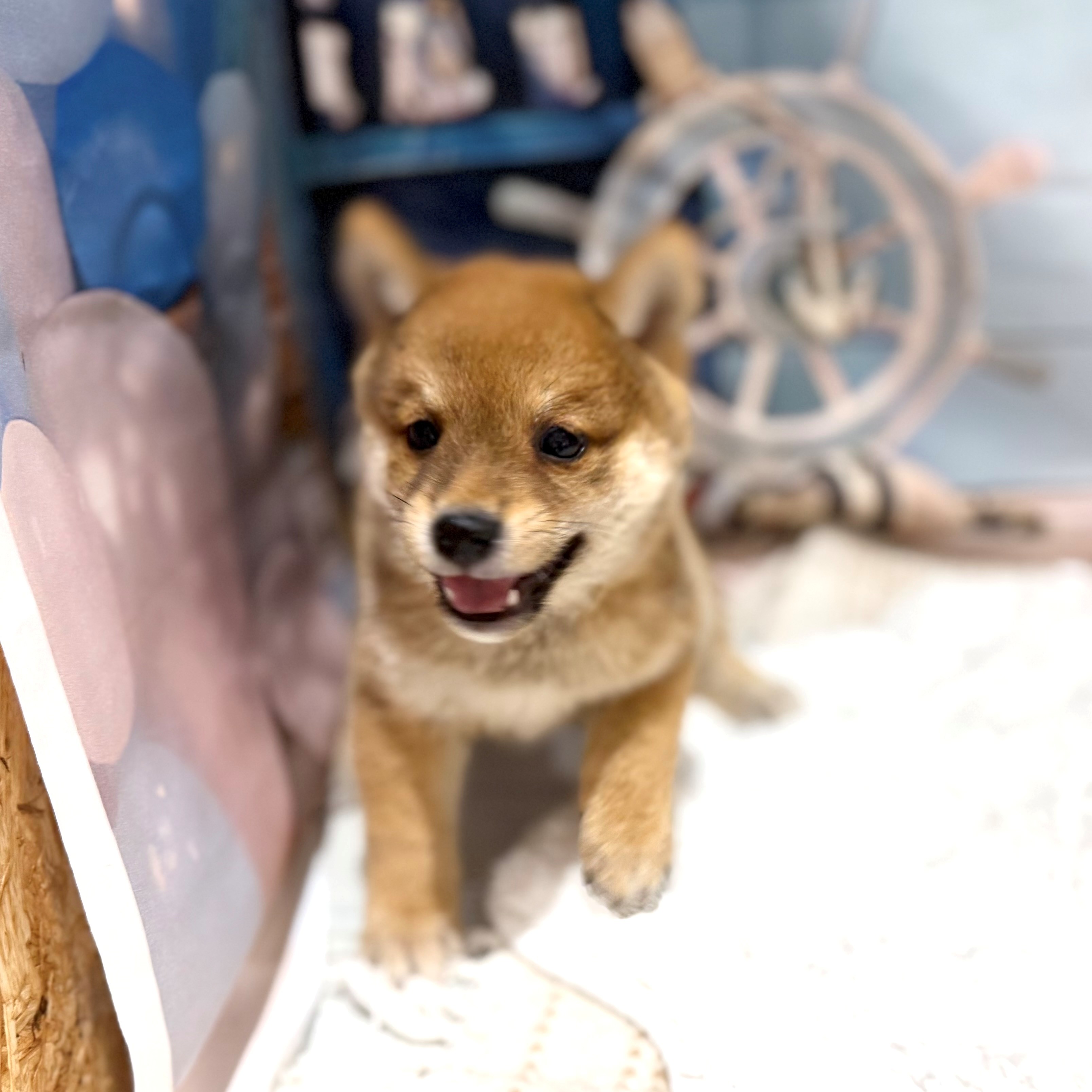 福岡県の豆柴 (犬の家＆猫の里トリアス久山店/2026年7月7日生まれ/男の子/赤)の子犬の3枚目の画像